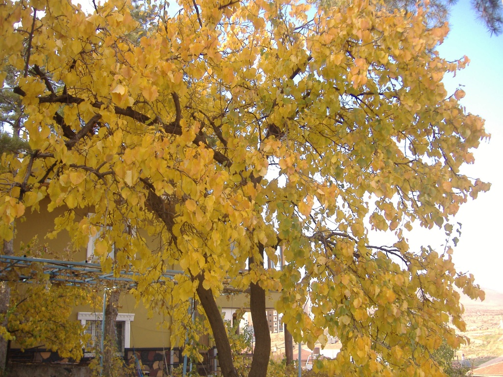sonbahar sarısı