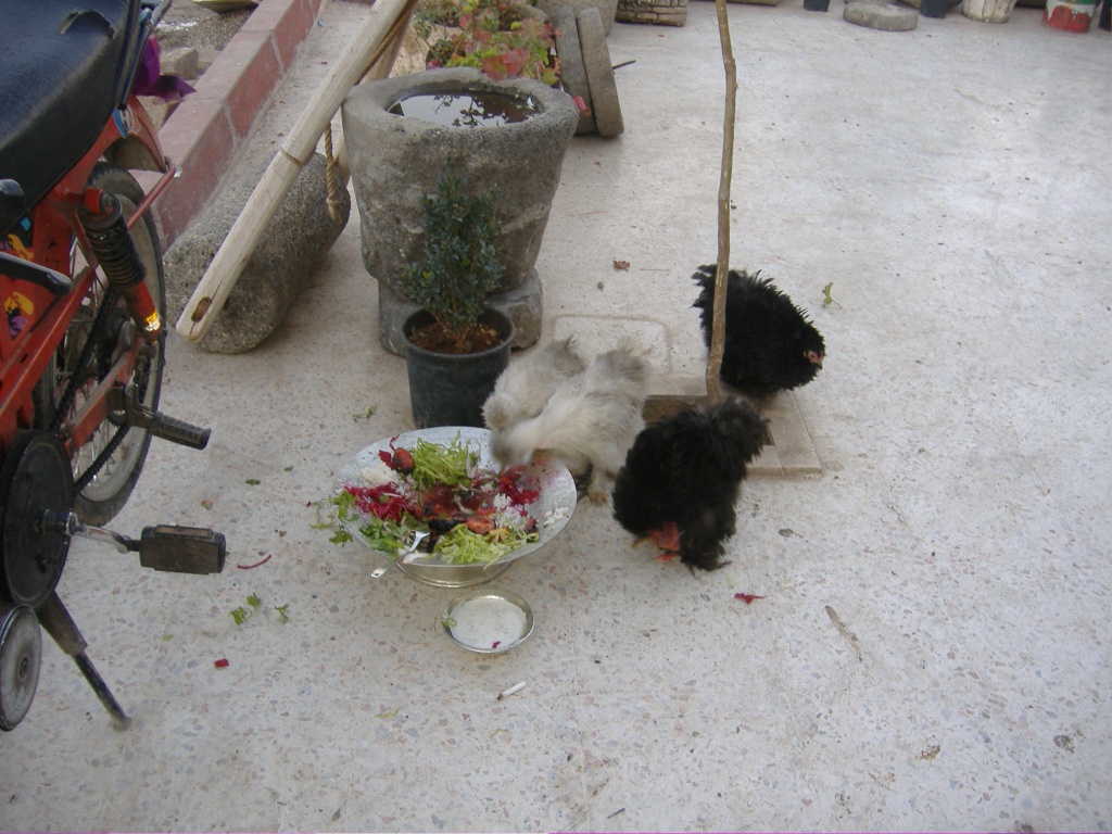 İran tavukları