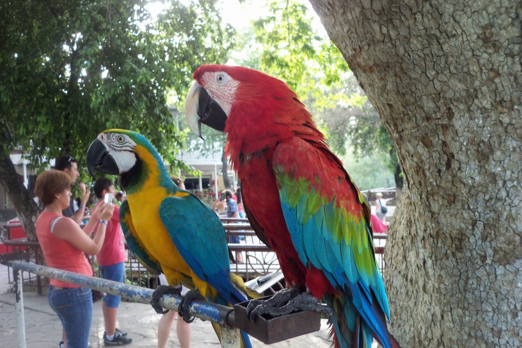 rengarenk papağanlar