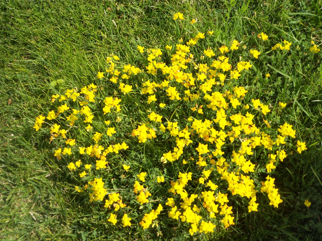 küçük sarı çiçekler