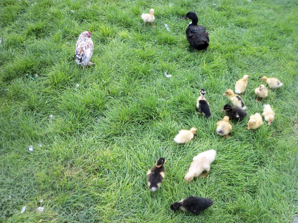 renkli ördek yavruları