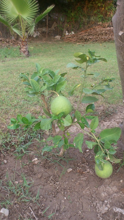 minik portakal ağacı ve meyvesi