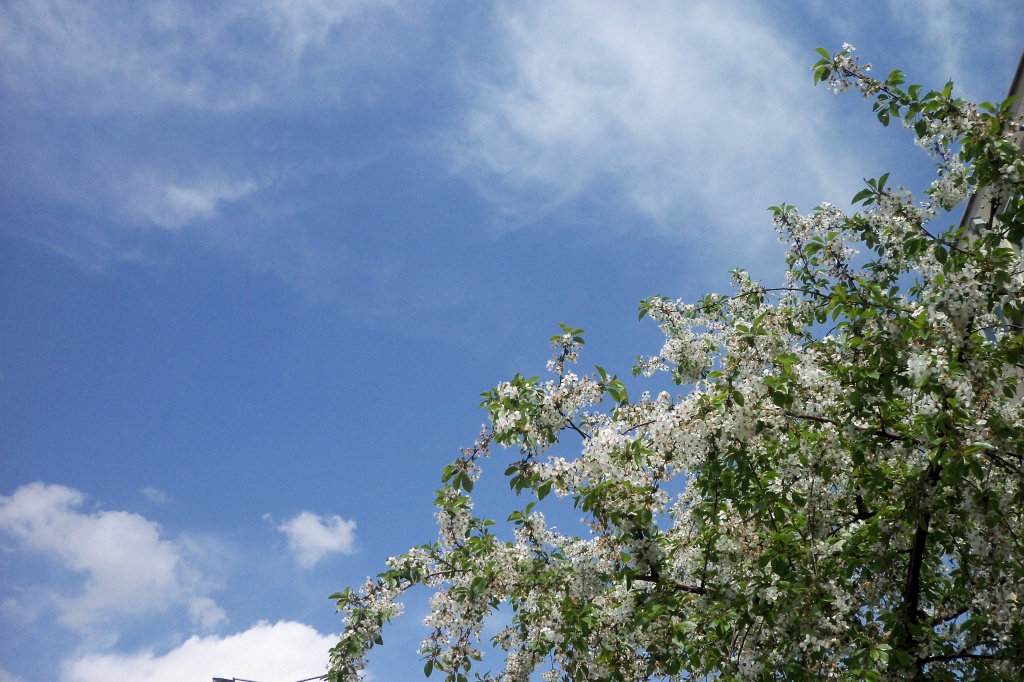 çiçekli ağaç ve bulut